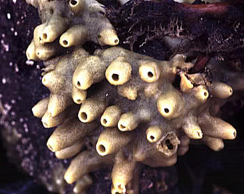 Bread-crumb Sponge (Halichondria panicea)